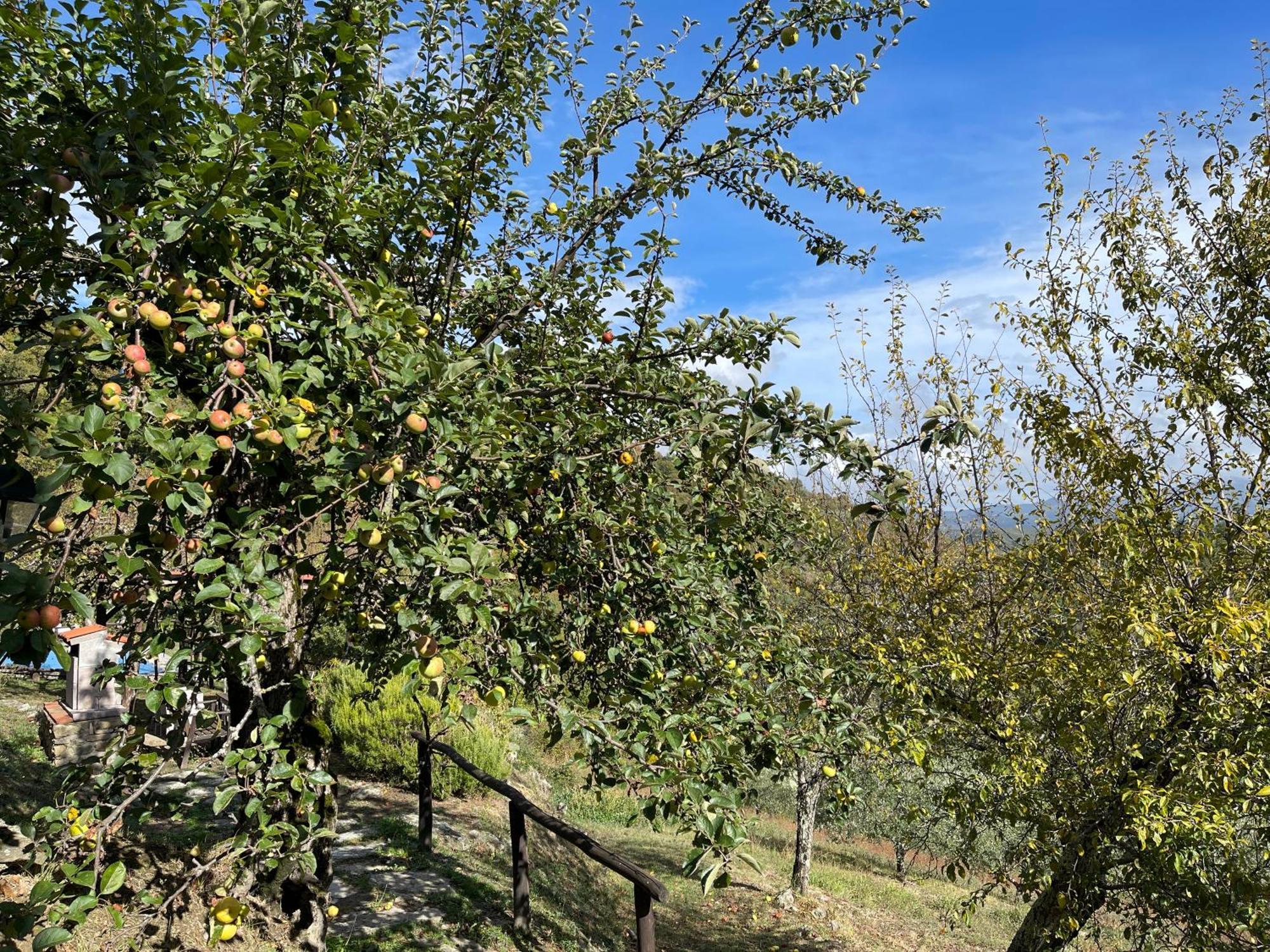 Bio Agriturismo Il Vigno Caprese Michelangelo Exteriér fotografie
