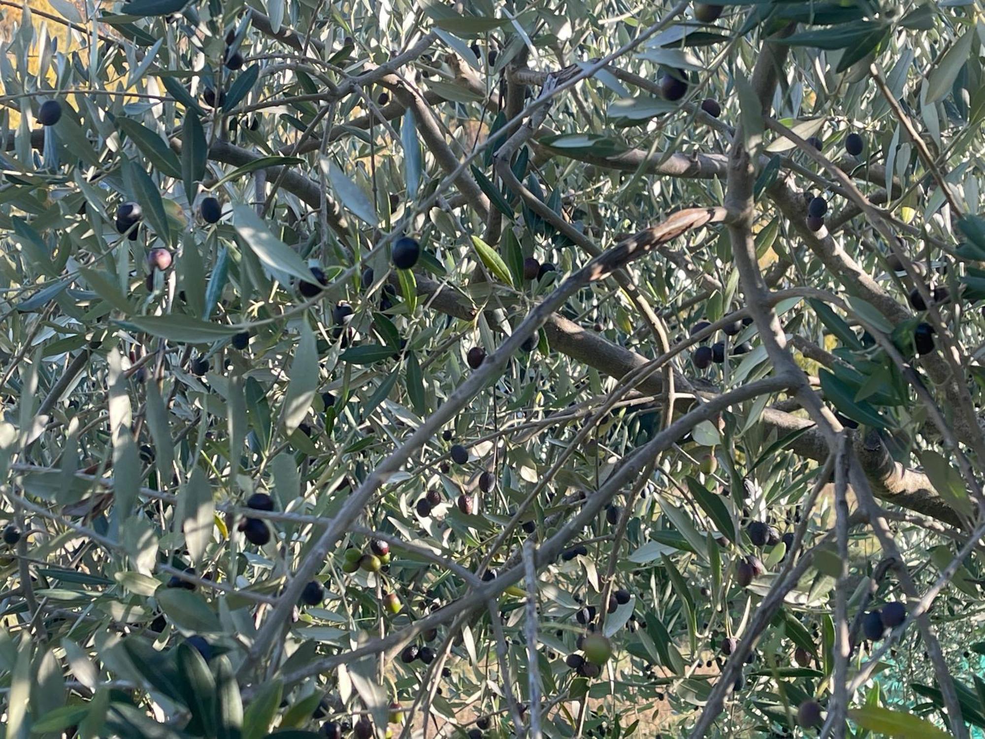 Bio Agriturismo Il Vigno Caprese Michelangelo Exteriér fotografie